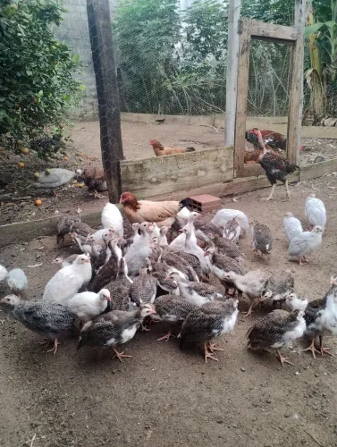 Angolinhas