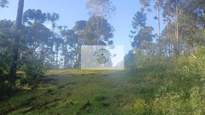 Terreno para sitio com lindas araucarias, riacho, nascente, boa parte limpa, aceita carro 