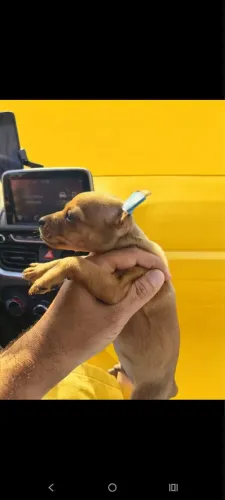 Pinscher lindos