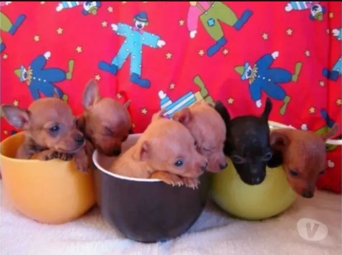Pinscher macho 00 micro 