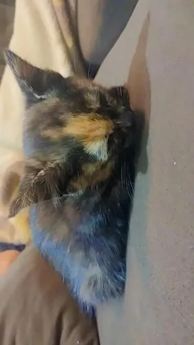 Gatinha escaminha para doação 