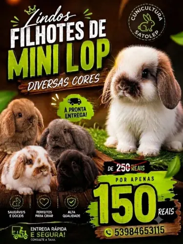 Coelho mini lop