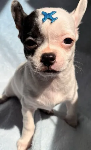 Machinho de chihuahua pelo curto