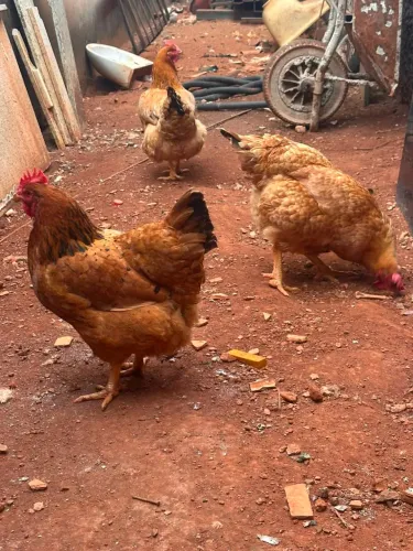 Vendo galinha poedeiras 