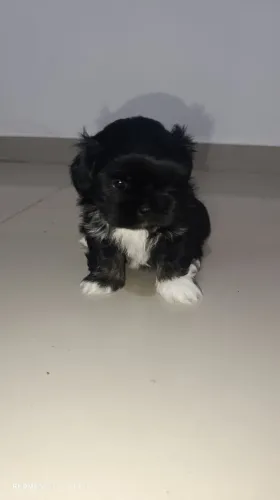Filhotes de Shih Tzu macho