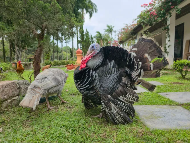 Lote de Perus (machos e fêmeas) bem criados
