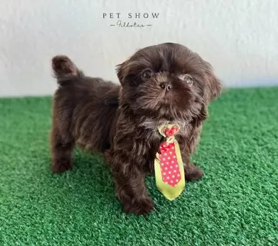 Shih tzu para Sua criança interior