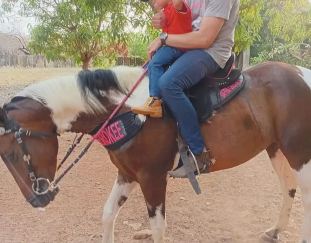 Egua Paint Horse a venda
