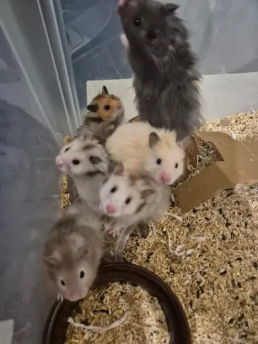 Hamsters Sírios