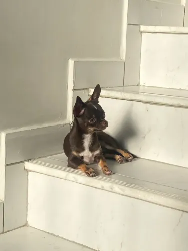 Chihuahua para cruza