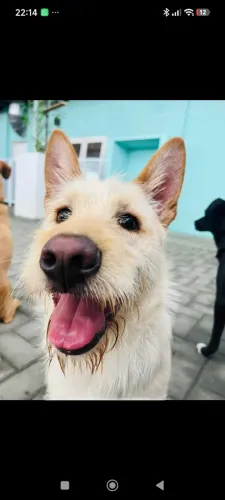 Doação Cachorro Macho 8 meses