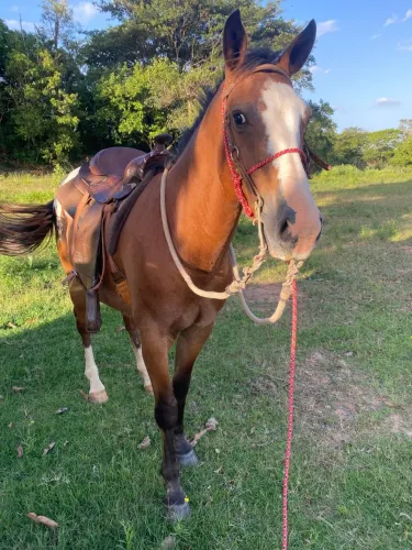 Cavalo Appaloosa 9 a 10 anos com sela americana e acessórios