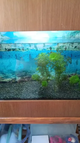 Aquário 80 largura x 45 altura do vidro x 30  de fundo 