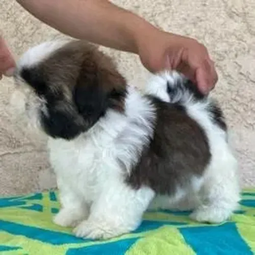 Shih Tzu,Shih Tzu Filhote Selecionado com Alta Procedência e Muito Encanto