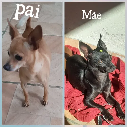 Filhote de pinscher 