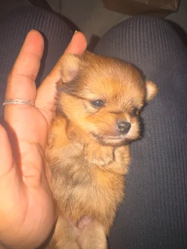 Filhote de Yorkshire com Spitz