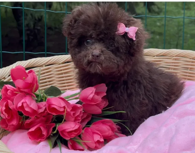 Poodle chocolate /marrom
