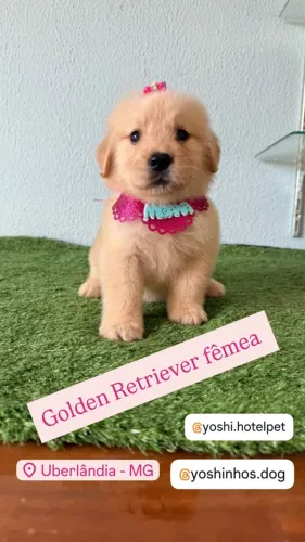 Filhotes de Golden Retriever macho e femea disponivel