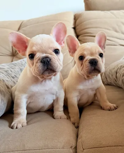Filhote Bulldog Francês 