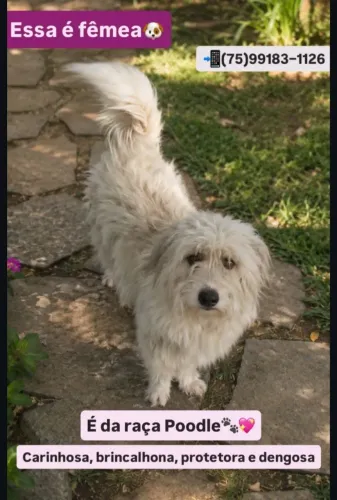 Cachorro poodle disponível para adoção!
