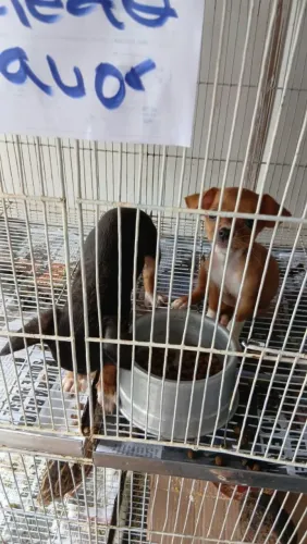 Filhotes de Chihuahua