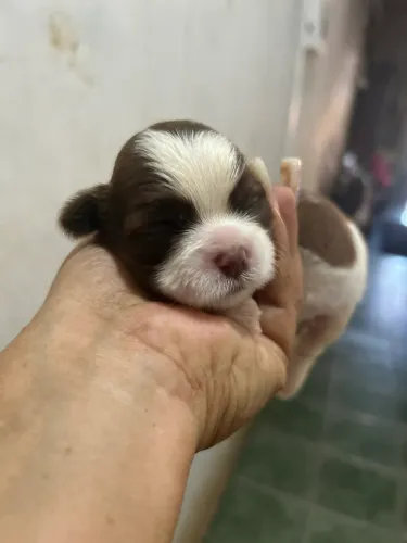 Filhotes Shihtzu macho e fêmea disponível