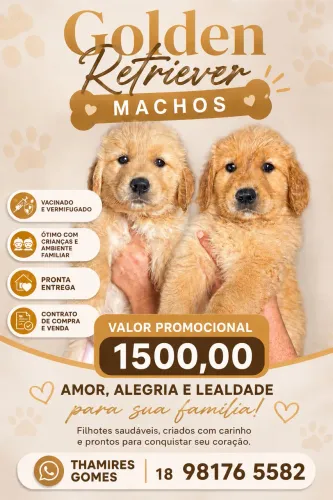 Golden retriever macho pronta entrega