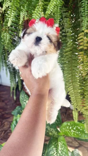 Shih Tzu brincalhão 