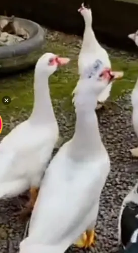 Pato macho