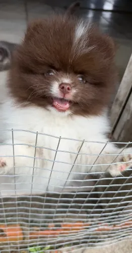 Lulu da pomerania anão filhote alto padrao