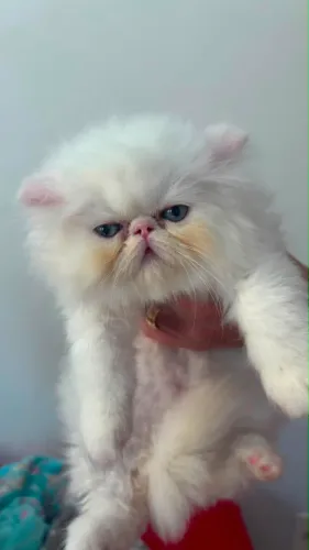 Gato persa machinhos disponíveis