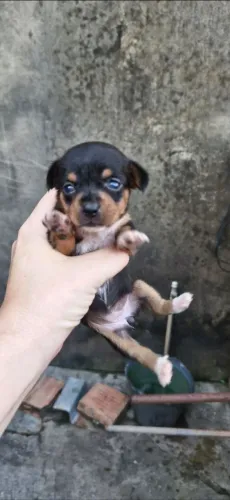 Filhote Pinscher numero 1