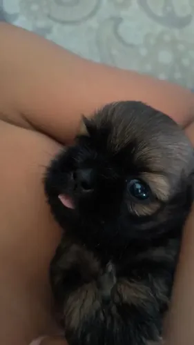 ? Filhote de Shih-tzu disponível ? machinho 