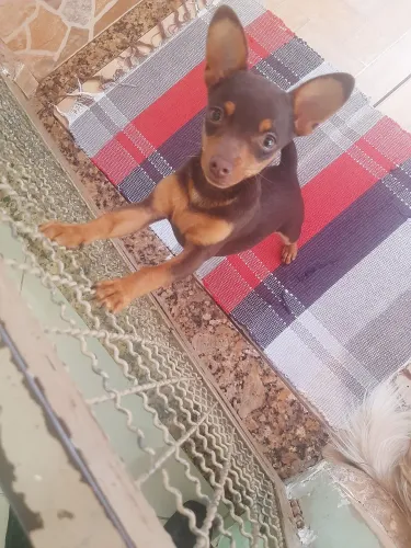 Vendo um filho de cachorro  pixer