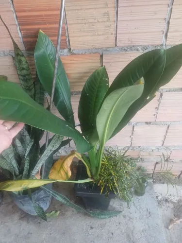 Vaso com plantas bananeira imperial