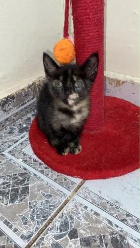 Doasse filhotes de gato um macho e um fêmea 
