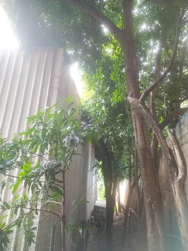 Poda e supressão de árvores em geral BH e região 