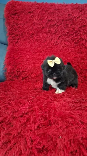 Mini shih tzu disponível
