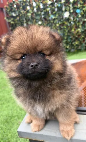 Filhote de Lulu da pomerania saudáveis e bem socializados.