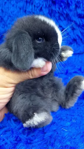 Mini coelho