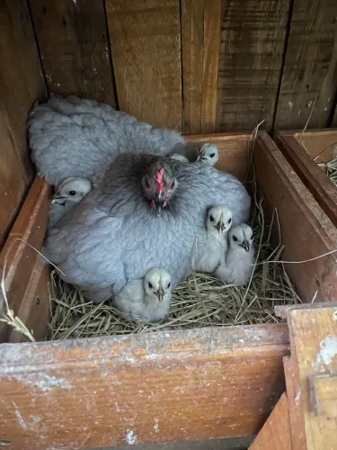 Apenas pintinhos mini Cochin disponíveis