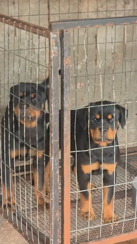 Rottweiler