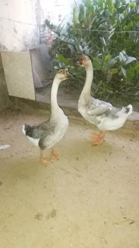 Casal de Ganso 