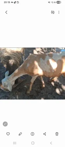 Vendo um lote de doze ovelhas santa Inês