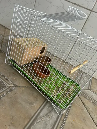 Gaiola para periquito