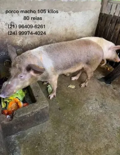 Animais de fazenda