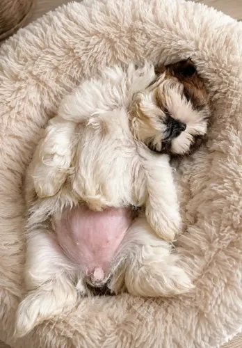 Vendo Shih Tzu
