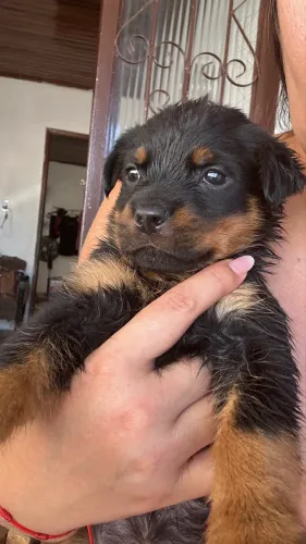 Venda de Cachorro Rottweiler