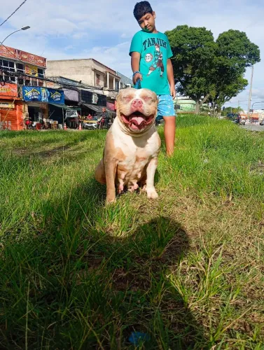 Fêmea adulta de Pit Monster
