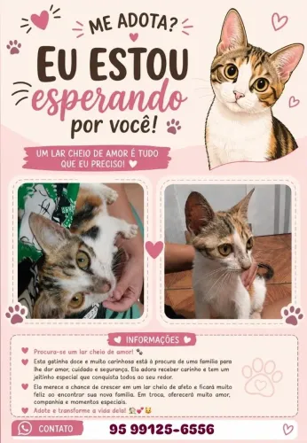 Gatinha fêmea 